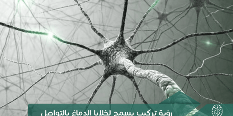 رؤية تركيب يسمح لخلايا الدماغ بالتواصل