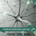 رؤية تركيب يسمح لخلايا الدماغ بالتواصل