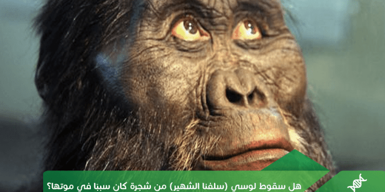 هل سقوط لوسي (سلفنا الشهير) من شجرة كان سببًا في موتها؟
