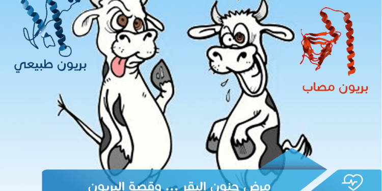 مرض جنون البقر … وقصة البريون