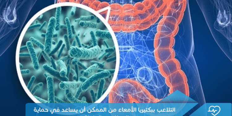 التلاعب ببكتيريا الأمعاء من الممكن أن يساعد في حماية الدماغ من الجلطة