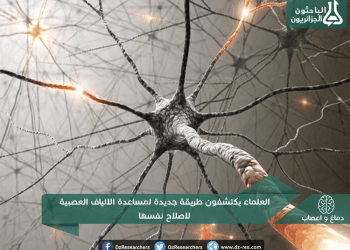 العلماء يكتشفون طريقة جديدة لمساعدة الألياف العصبية لإصلاح نفسها