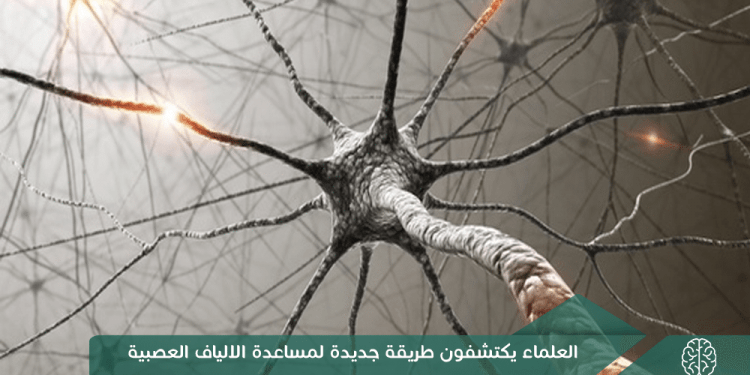 العلماء يكتشفون طريقة جديدة لمساعدة الألياف العصبية لإصلاح نفسها
