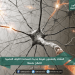 العلماء يكتشفون طريقة جديدة لمساعدة الألياف العصبية لإصلاح نفسها