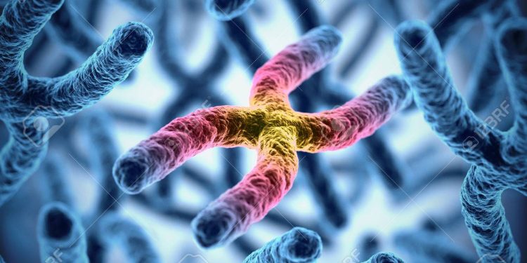 تضاؤل الكروموسومات الذكرية Y… هل يعني هذا نهاية الرِجال؟