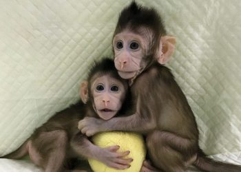 علماء صينيون يستنسخون قردة ما قد يفتح آفاقا جديدة لعلاج السرطان