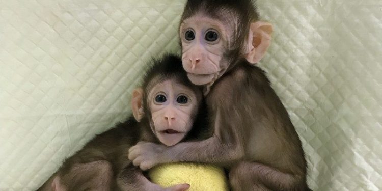 علماء صينيون يستنسخون قردة ما قد يفتح آفاقا جديدة لعلاج السرطان