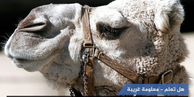 معلومة غريبة-هل تعلم