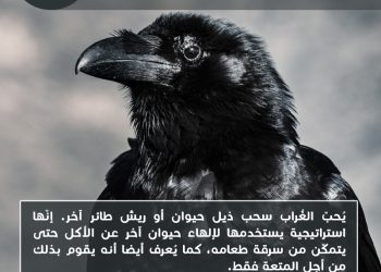 هل تعلم_ الغراب