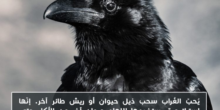 هل تعلم_ الغراب